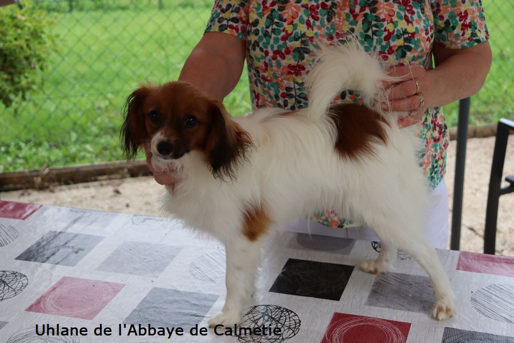 Chiot Epagneul nain Continental (Phalène) de l'Abbaye de Calmetie