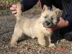 De sinforace - Cairn Terrier - Portée née le 03/11/2008