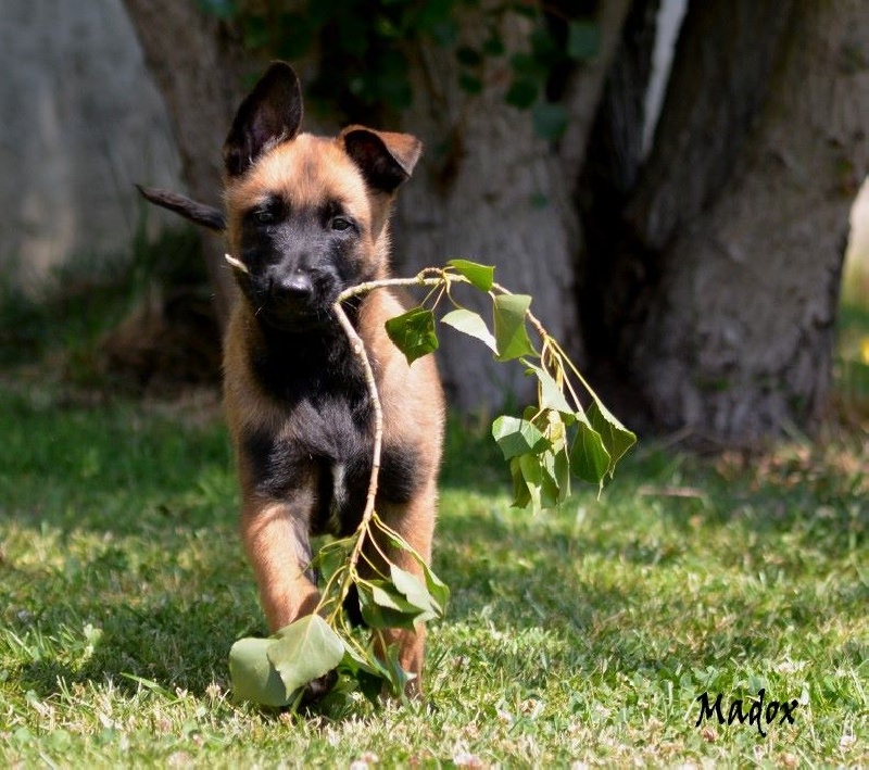 Chiot Berger Belge des Nuits de Reves