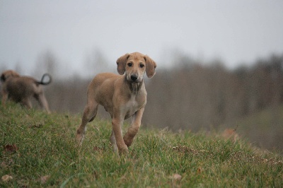 D'Imi-N-Tanout - 1 chiot disponible chez MAGISTERE 