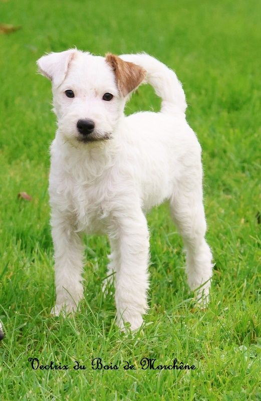 du bois de Morchène - Chiots disponibles - Parson Russell Terrier