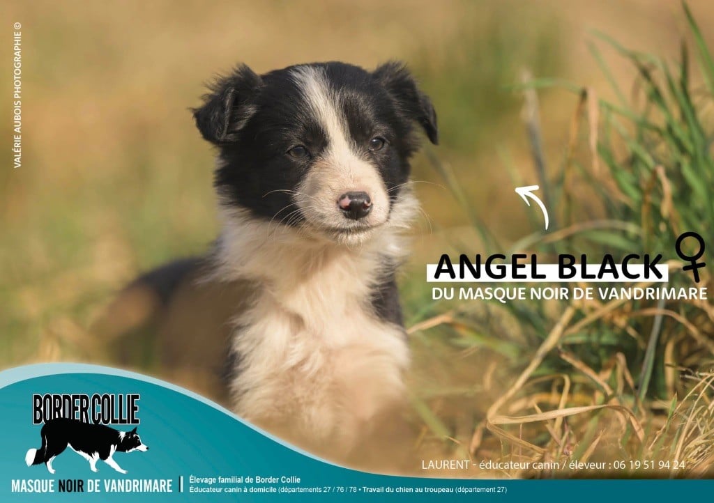 du Masque Noir de Vandrimare - Chiots disponibles - Border Collie