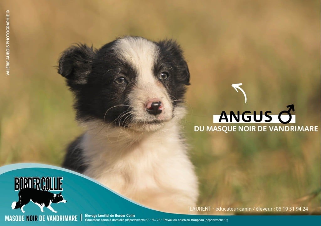 du Masque Noir de Vandrimare - Chiots disponibles - Border Collie