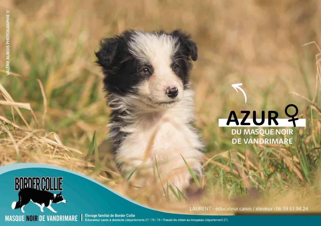 du Masque Noir de Vandrimare - Chiots disponibles - Border Collie