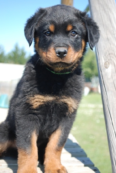 des Ops de Lif Thraser - Rottweiler - Portée née le 11/01/2011