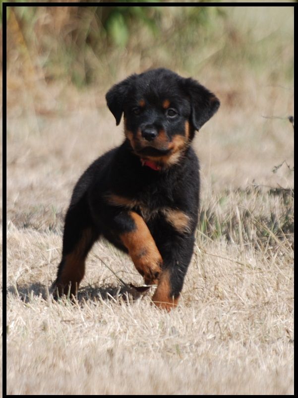 des Ops de Lif Thraser - Rottweiler - Portée née le 13/07/2019