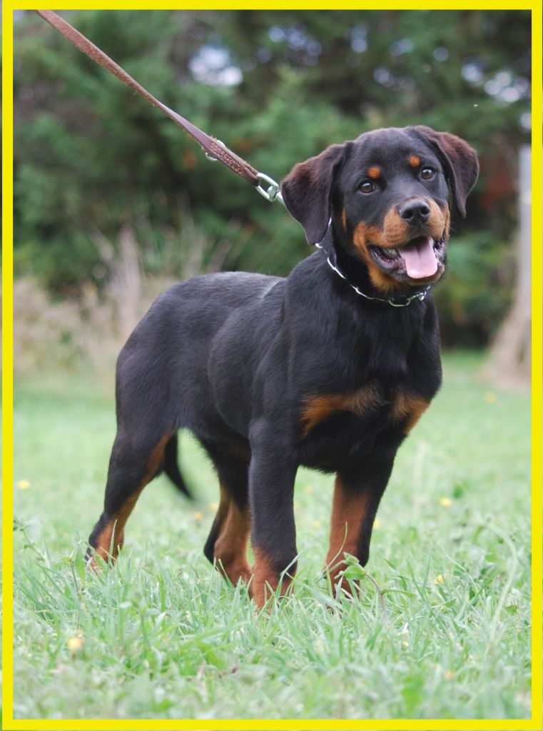 des Ops de Lif Thraser - Chiots disponibles - Rottweiler