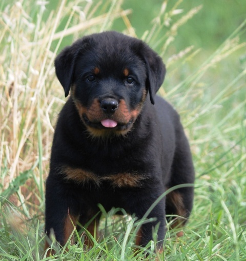 des Ops de Lif Thraser - Rottweiler - Portée née le 27/04/2011