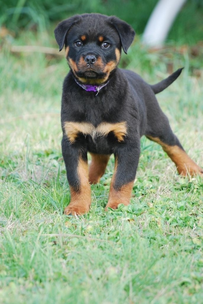 des Ops de Lif Thraser - Rottweiler - Portée née le 01/11/2019