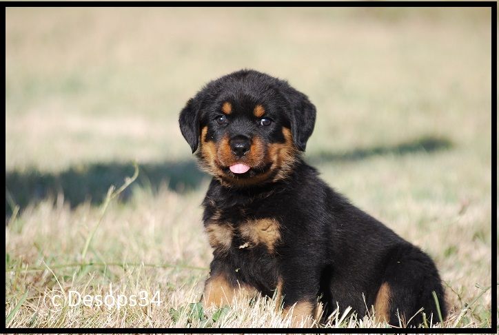 des Ops de Lif Thraser - Rottweiler - Portée née le 28/05/2019