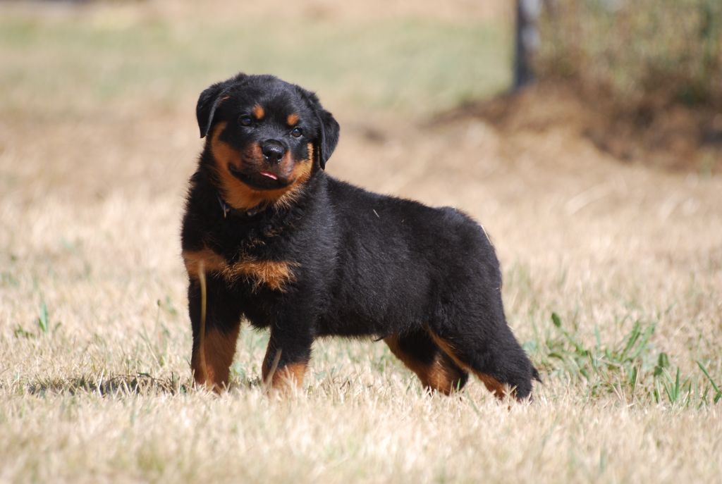 des Ops de Lif Thraser - Rottweiler - Portée née le 05/06/2024