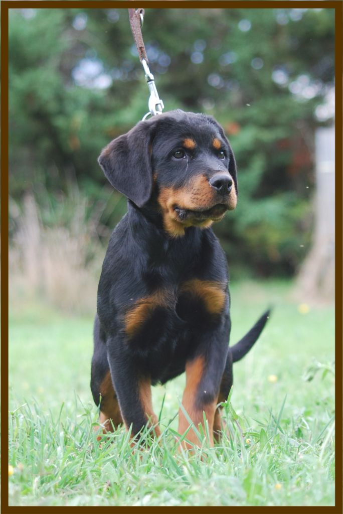 des Ops de Lif Thraser - Chiots disponibles - Rottweiler