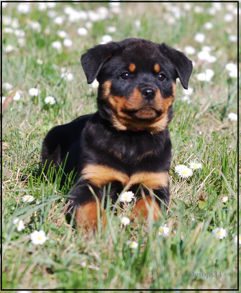 des Ops de Lif Thraser - Rottweiler - Portée née le 15/12/2019