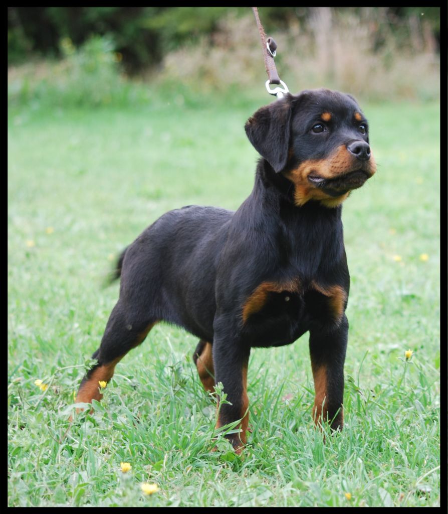 des Ops de Lif Thraser - Chiots disponibles - Rottweiler