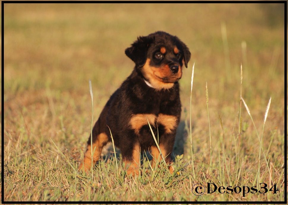 des Ops de Lif Thraser - Rottweiler - Portée née le 25/06/2018