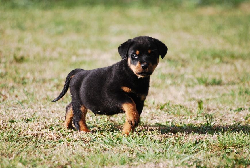 des Ops de Lif Thraser - Rottweiler - Portée née le 19/10/2020