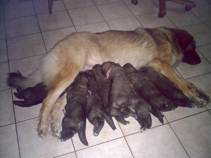 kerléo du gros chêne - Leonberger - Portée née le 18/04/2009