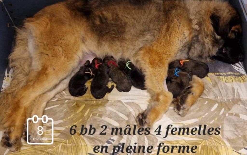 Chiot Leonberger kerléo du gros chêne