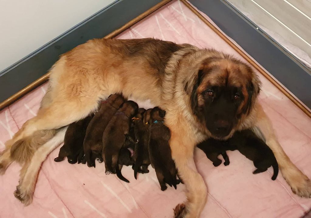 kerléo du gros chêne - Leonberger - Portée née le 12/11/2021