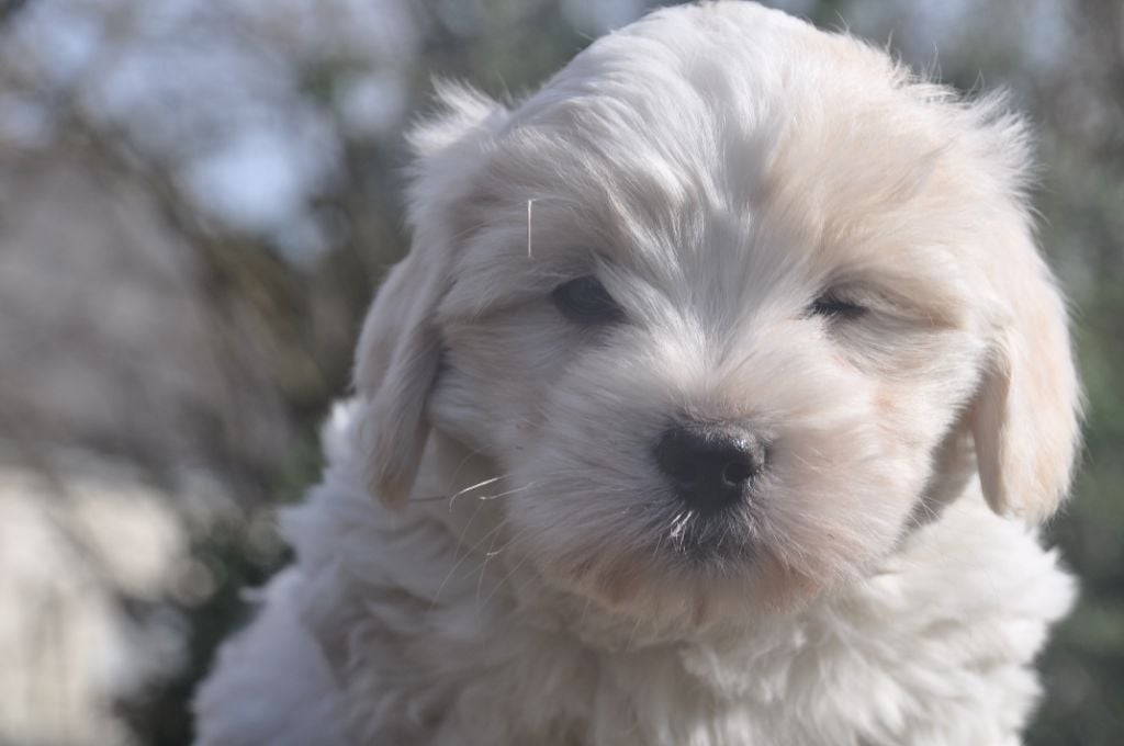 de la Forêt du Kranou - Chiots disponibles - Coton de Tulear