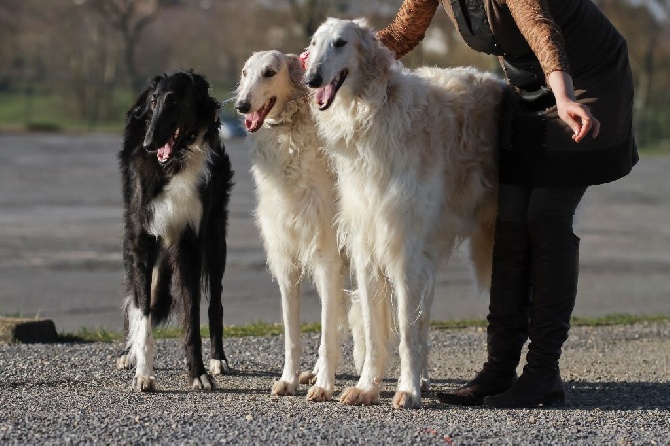 iz Homierovskoï Pekarni - EXPO DOG MANIA LE 9 MARS A CHARLEVILLE MEZIERES