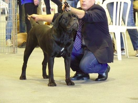 du Mas des Amandiers - CHAMPIONNE INTERNATIONALE DE BEAUTE