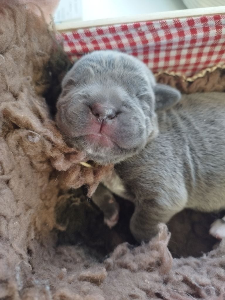 Chiot Cane Corso des plaines de Sharpouille