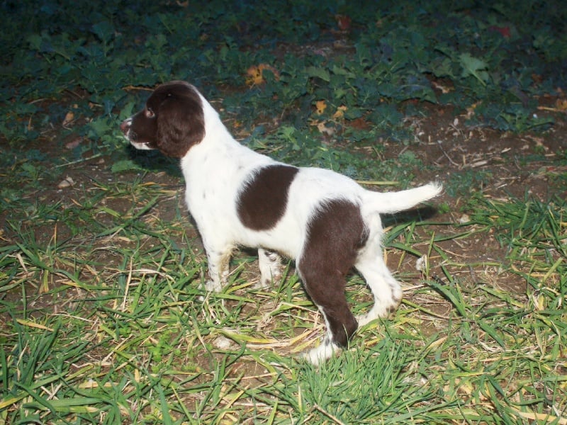 des étoiles de Woodcock - English Springer Spaniel - Portée née le 26/11/2013