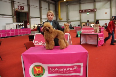 Very Irresistible - PORTO international dogshows