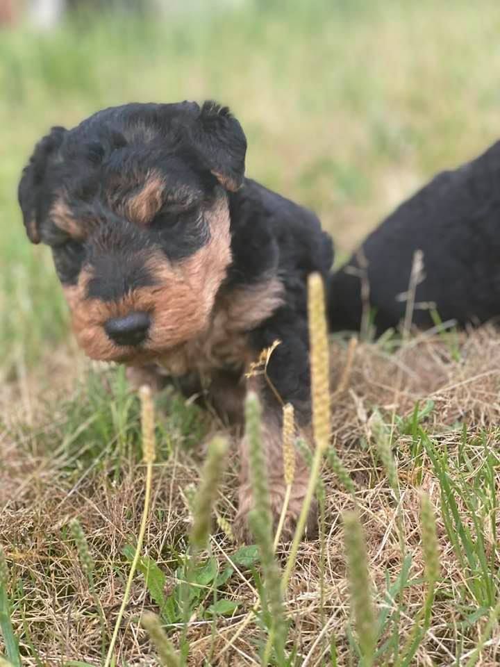 des Brâlons - Chiots disponibles - Welsh Terrier