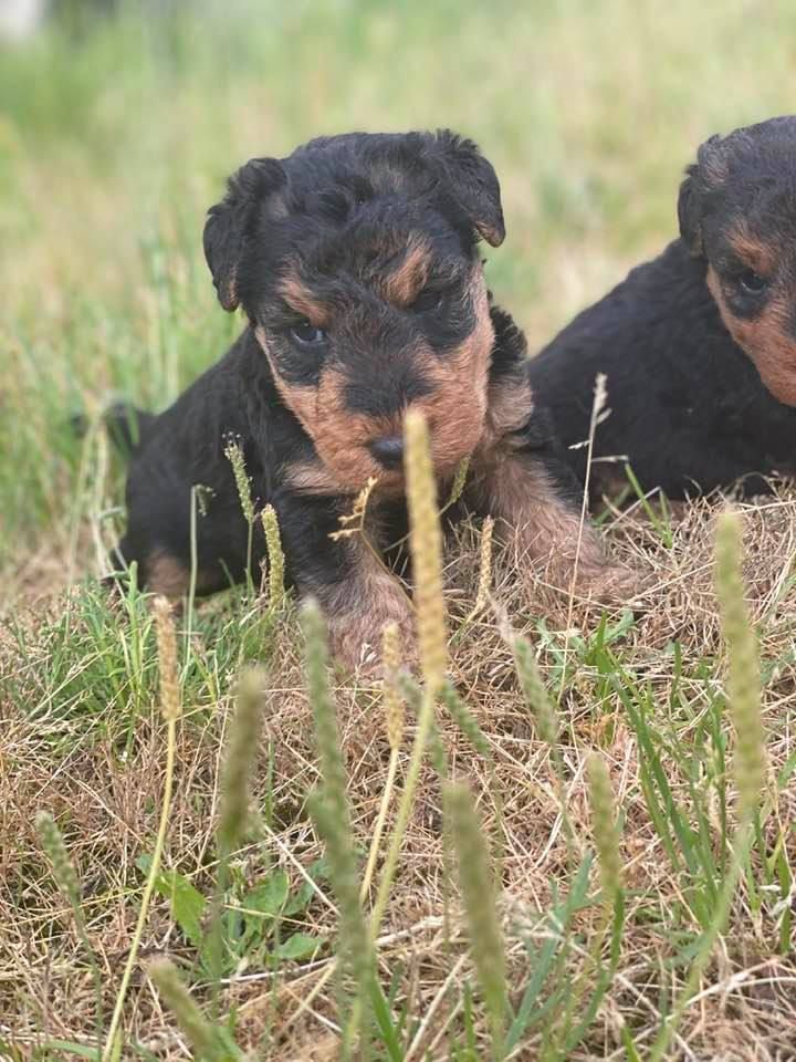 des Brâlons - Chiots disponibles - Welsh Terrier