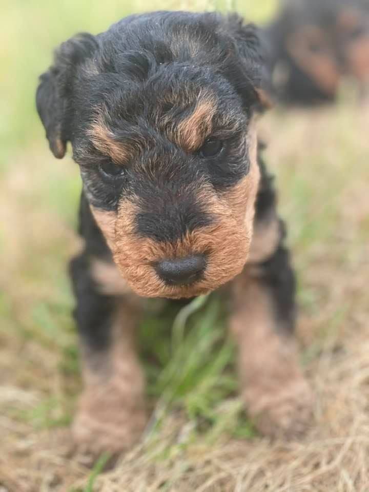 des Brâlons - Chiots disponibles - Welsh Terrier