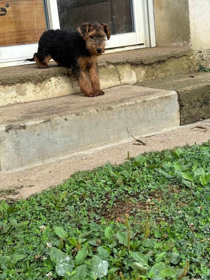 des Brâlons - Chiots disponibles - Welsh Terrier