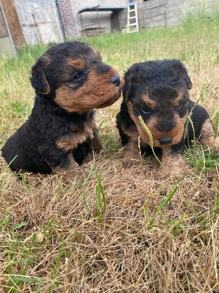 des Brâlons - Chiots disponibles - Welsh Terrier