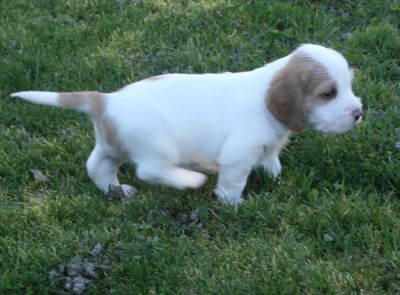 des Bords de L'Anse - Petit Basset griffon vendeen - Portée née le 04/02/2014