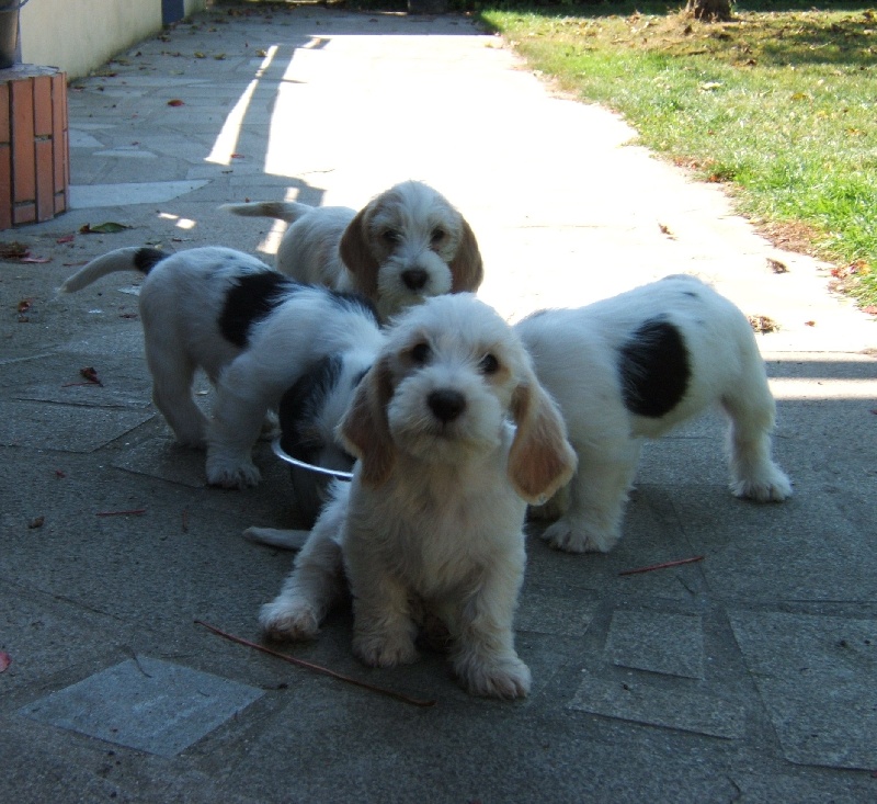 des Bords de L'Anse - Petit Basset griffon vendeen - Portée née le 29/07/2011