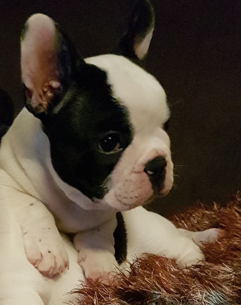 du clos des Emphores - Chiots disponibles - Bouledogue français