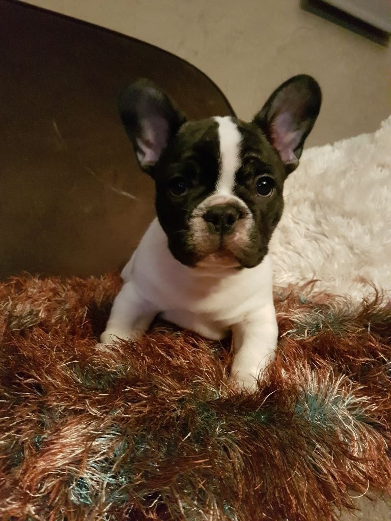 du clos des Emphores - Chiots disponibles - Bouledogue français