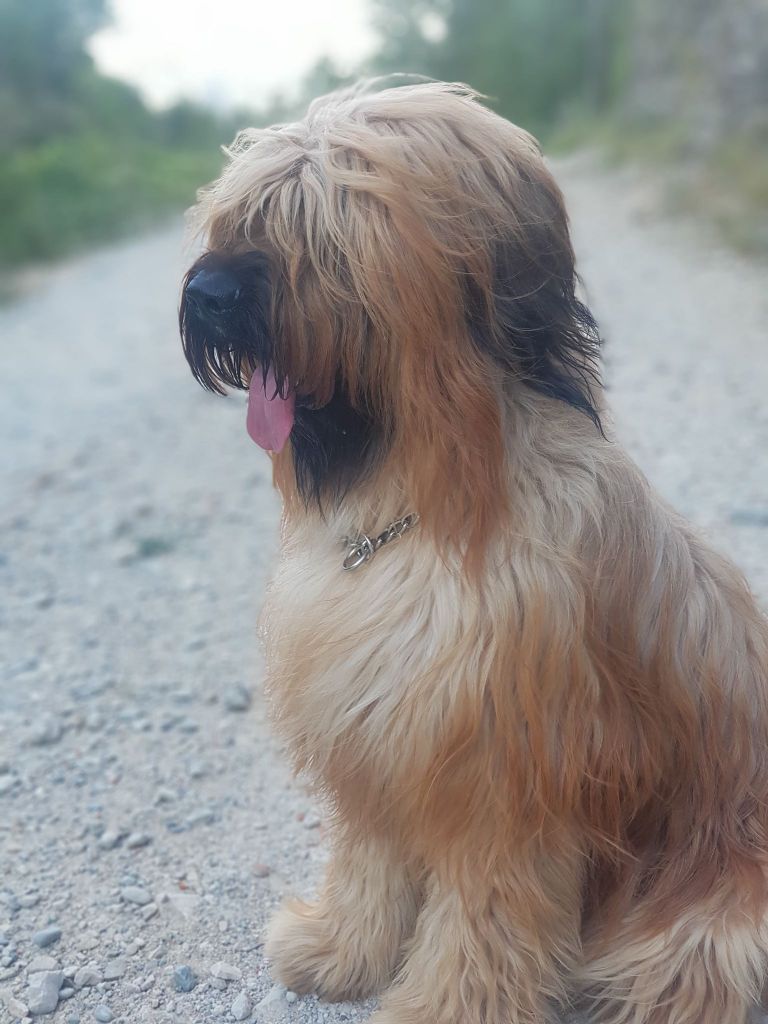 du Val de Méouge - O'Malley du Val de Méouge 19 mois prend la pose ! Merci Valérie