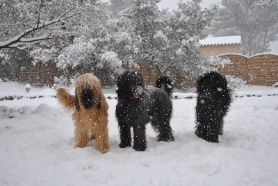 du Val de Méouge - Elia, Galipette et Guiness sous la neige  