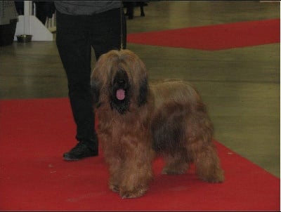 du Val de Méouge - Europa du val de Méouge : CAC, CACIB, BOB au Paris Dog Show ce 13 janv