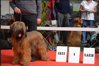 du Val de Méouge - Europa CAC, CACIB à la spéciale de Bourges Mme Larive