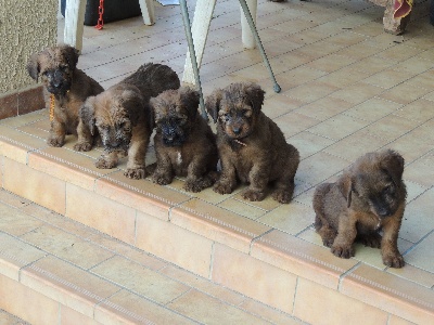 du Val de Méouge - Chiots disponibles chez Béatrice au Clos de la Grande Jasse