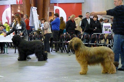 du Val de Méouge - Europa du VDM: 1er exc, CAC, RCACIB, spéciale de Courtrai