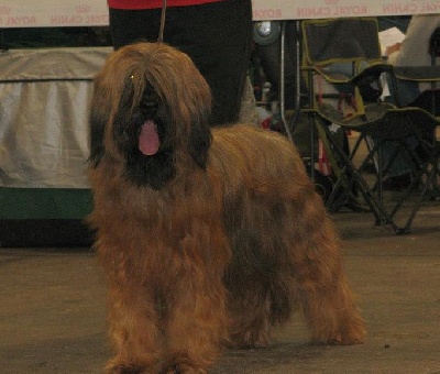 du Val de Méouge - Europa du Val de Méouge, CAC, CACIB à Troyes ce 3 février 2013