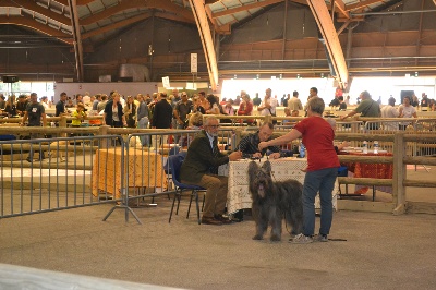 du Val de Méouge - Ubhis 1er EXC meilleur vétéran Avignon CACIB 2013