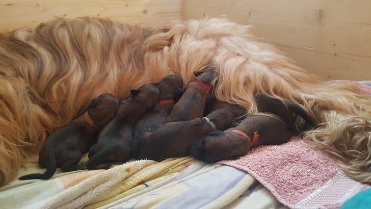 du Val de Méouge - Bébés d'Oslo du Val de Méouge et Ginger Vom Shortetal