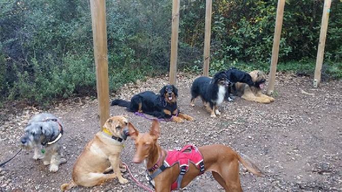 du Val de Méouge - Cani balade de La Crau 15 février 2016