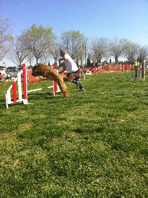 du Val de Méouge - Esméralda du Val de Méouge dite Bambou concours d'agility 