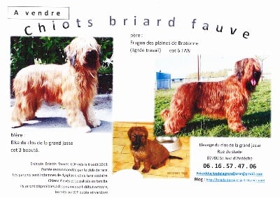 du Val de Méouge - Chiots LOF disponibles chez Béatrice au Clos de la Grande Jasse